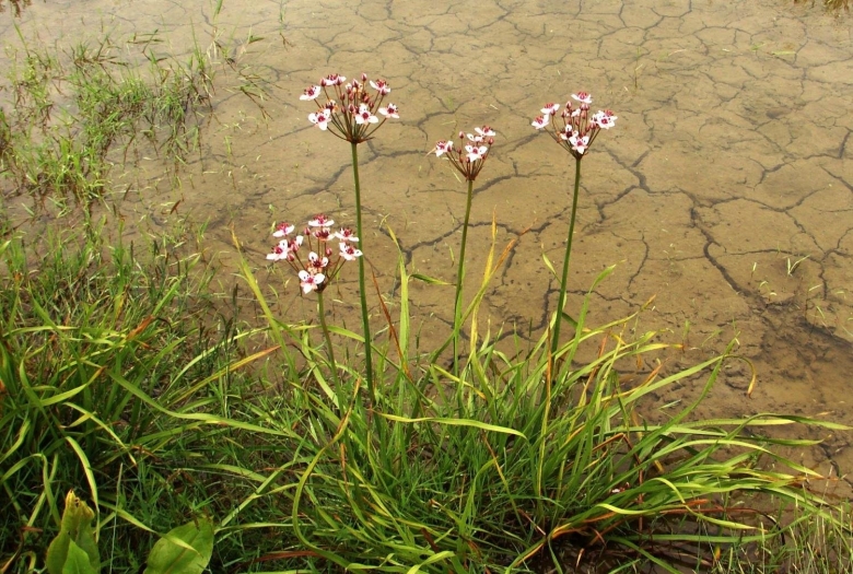 Болотные растения Сусак