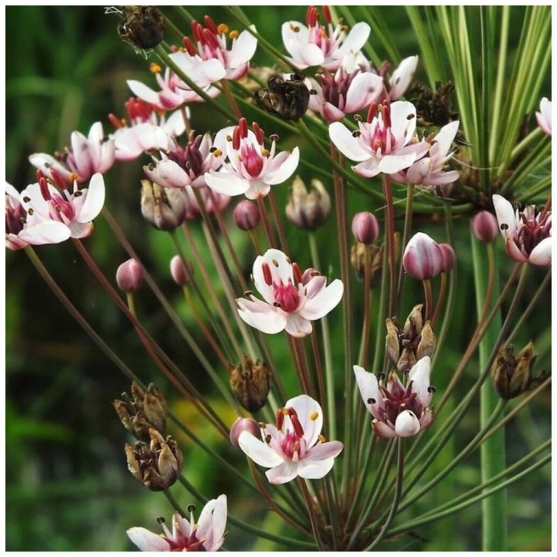 Сусак болотный