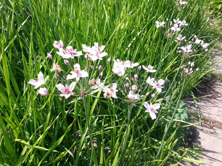 Сусак ситниковый