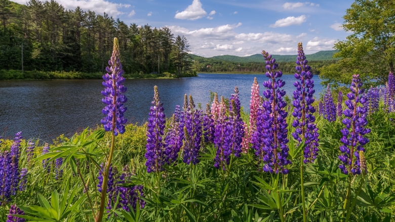 Люпин Белозерный