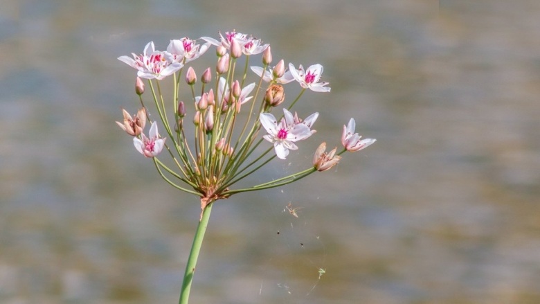 Водное растение Сусак