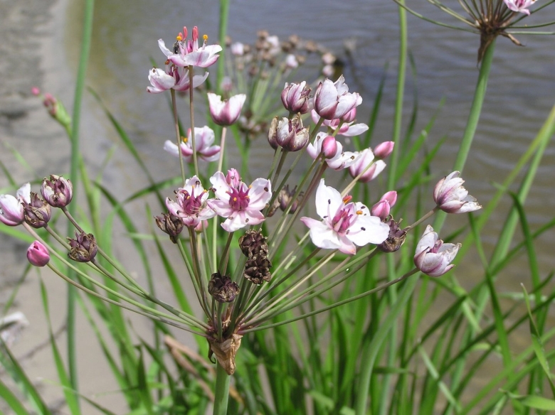 Butomus umbellatus