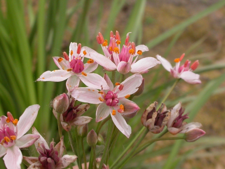 Сусак зонтичный соцветие