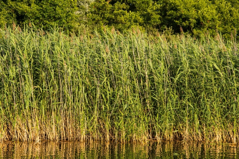 Тростник Южный phragmites Australis