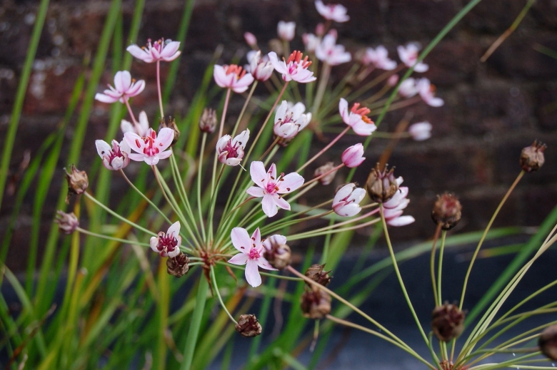 Трава Сусак зонтичный