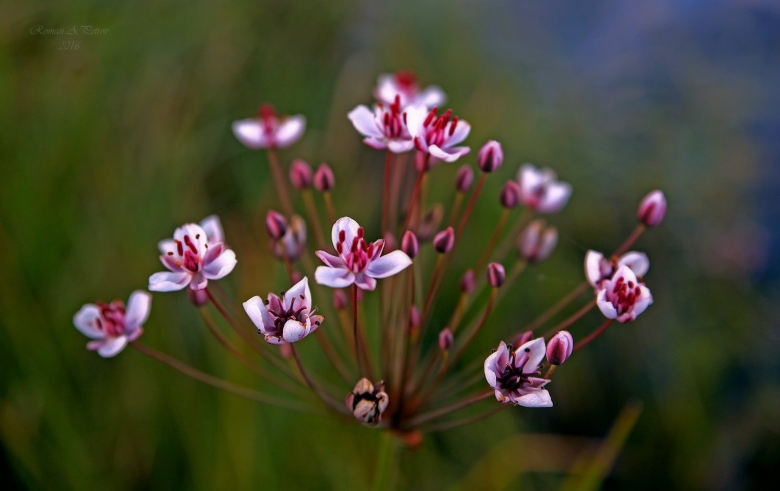 Сусак зонтичный семена