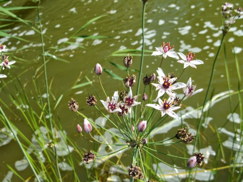 Butomus umbellatus