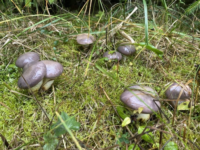 Осенние грибы Подмосковья