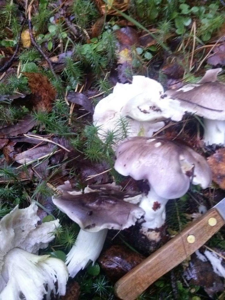 Осенние грибы рядовки