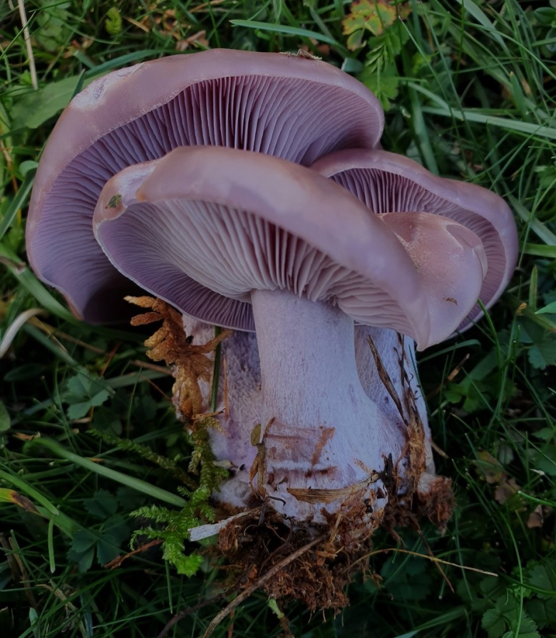 Гриб рядовка фиолетовая
