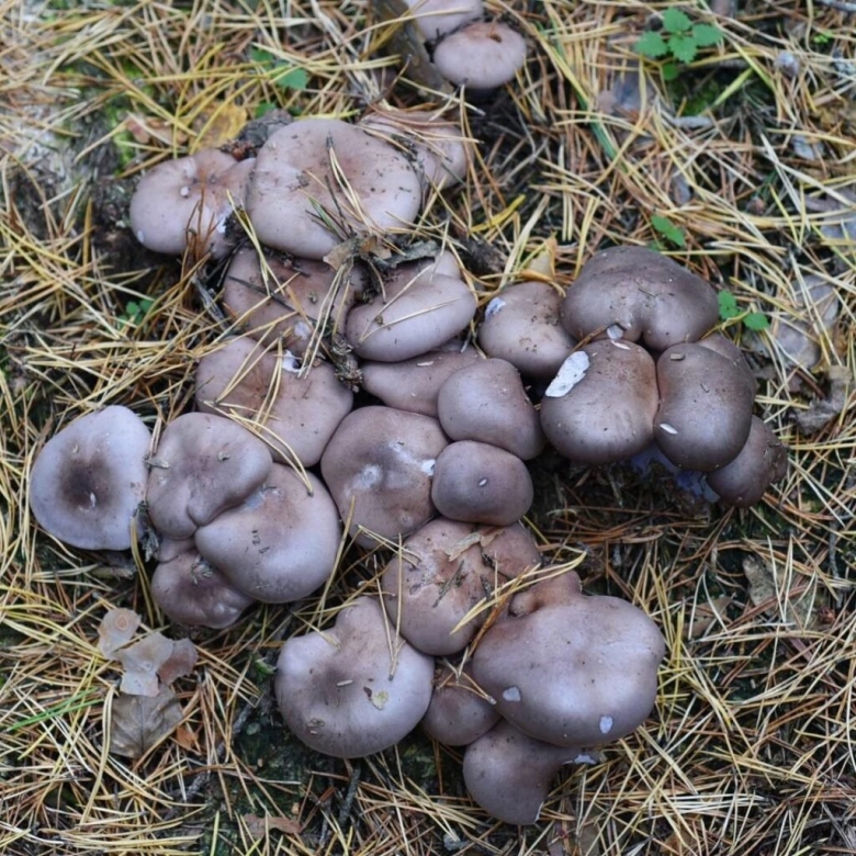 Рядовка лиловоногая