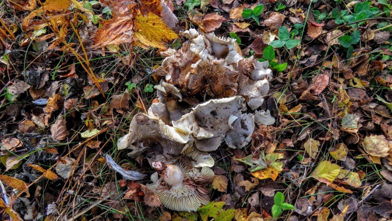 Подтопольники грибы