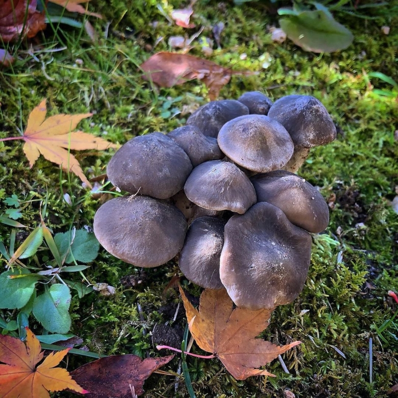 Рядовка скученная гриб