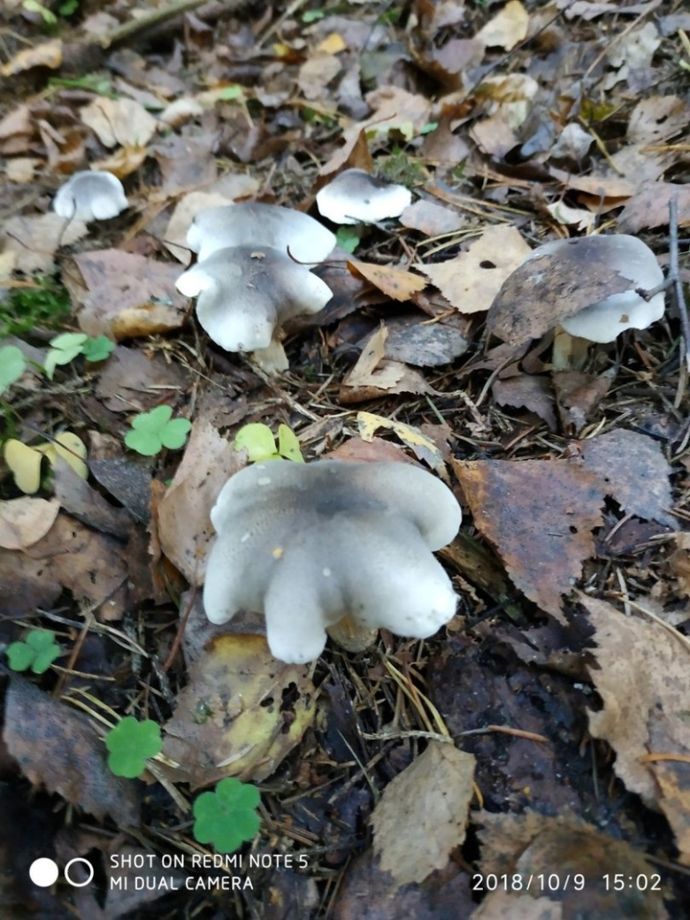 Рядовка серая тополевая