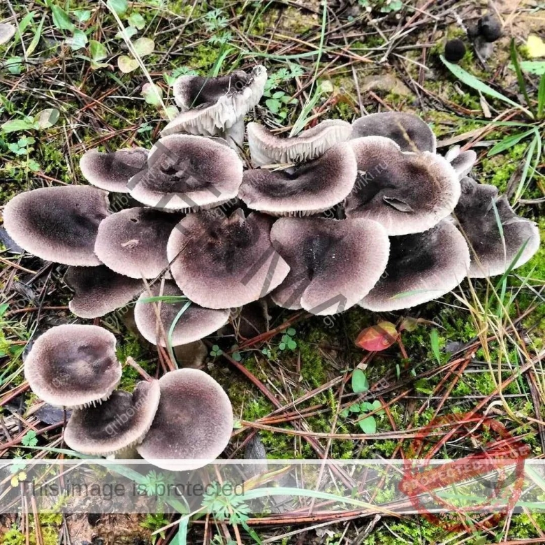 Рядовка землистая