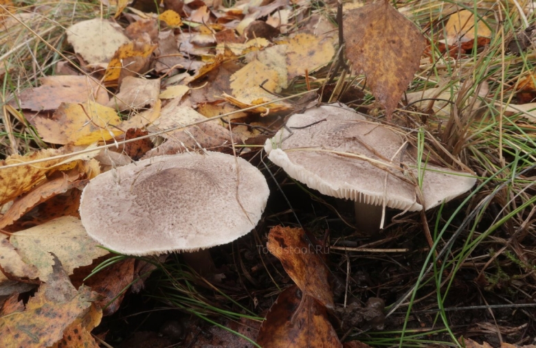 Грибы в Тульской области