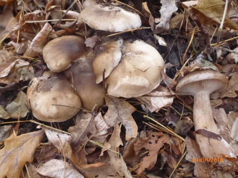Грибы которые растут в орешнике