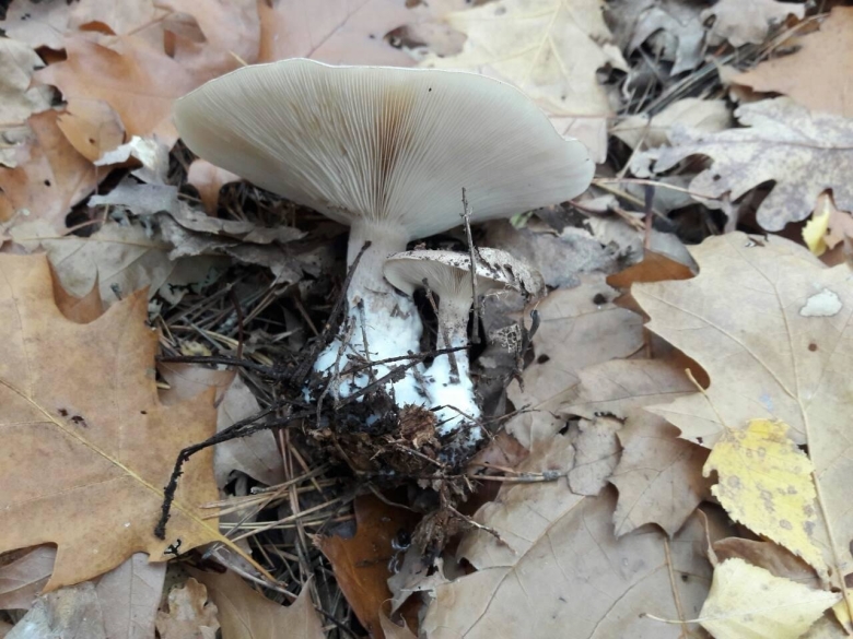 Дымчатая говорушка Clitocybe nebularis