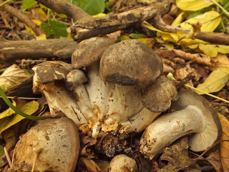 Рядовка скученная фото