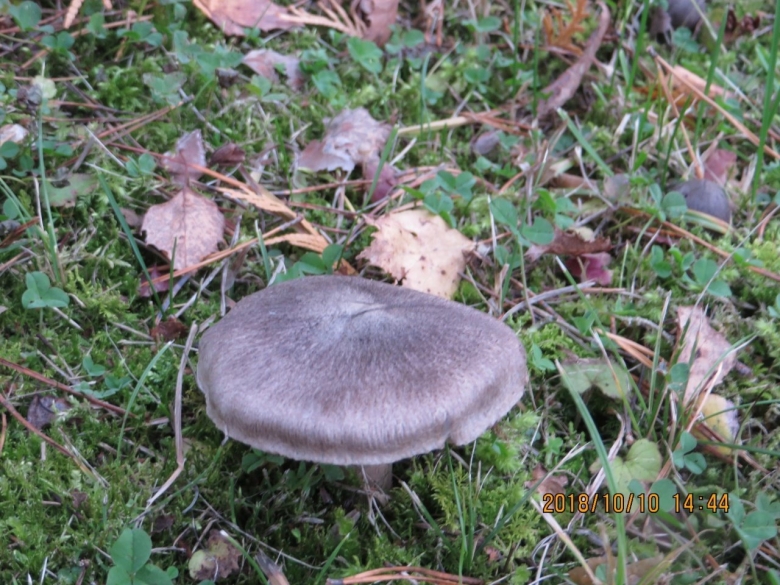 Гриб рядовка серая Подмосковье