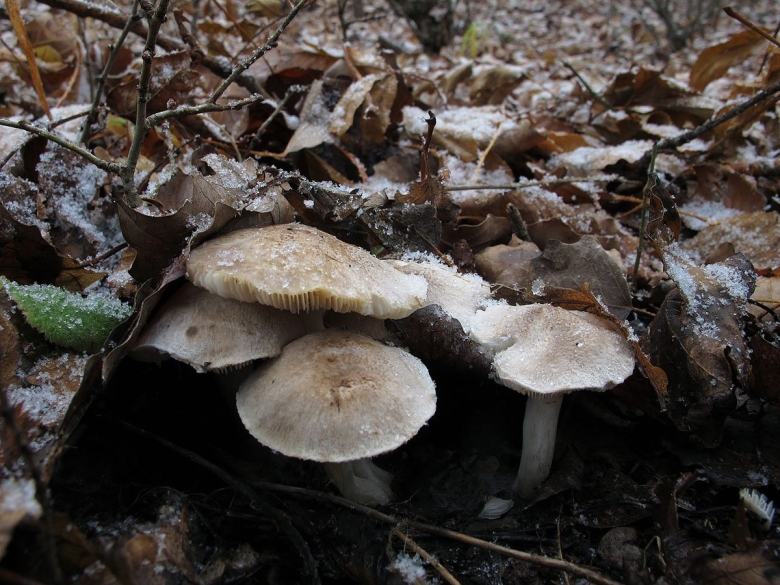 Грибы Ставрополья рядовка
