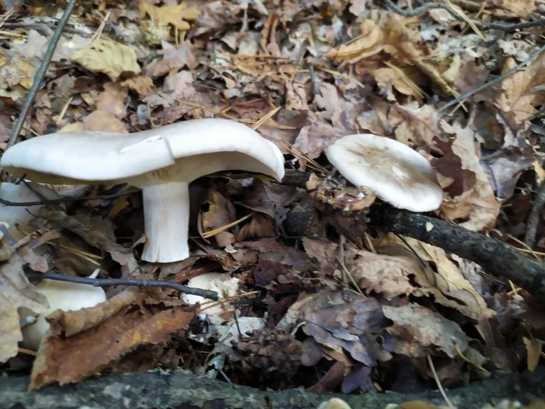 Дымчатая говорушка clitocybe nebularis