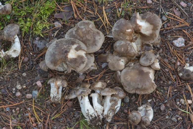 Лиофиллум дымчатый