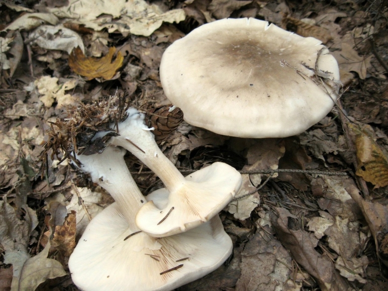 Осенние грибы рядовки съедобные