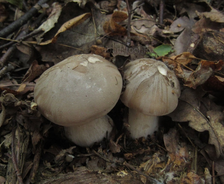 Говорушка дымчатая