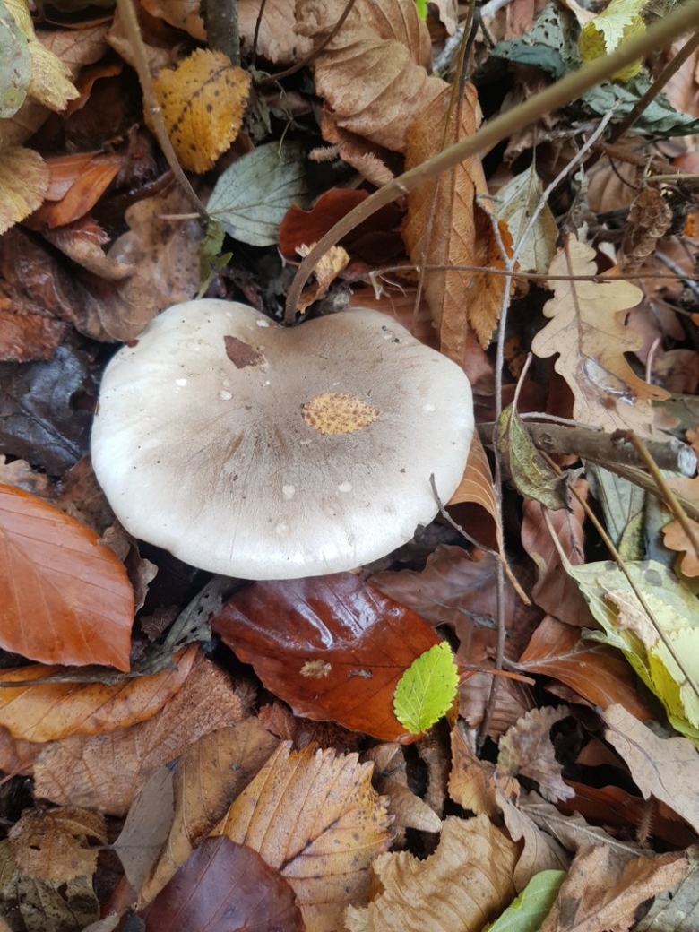 Дымчатая говорушка Clitocybe nebularis