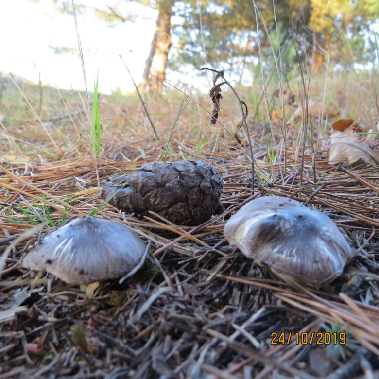 Рядовка серая tricholoma portentosum