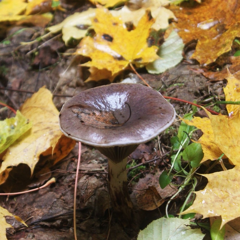 Попутки грибы фото