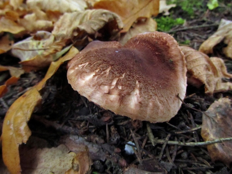 Рядовка бородатая Tricholoma Vaccinum