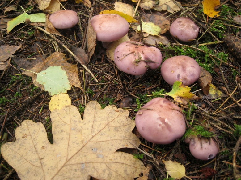 Грибы в Подмосковье