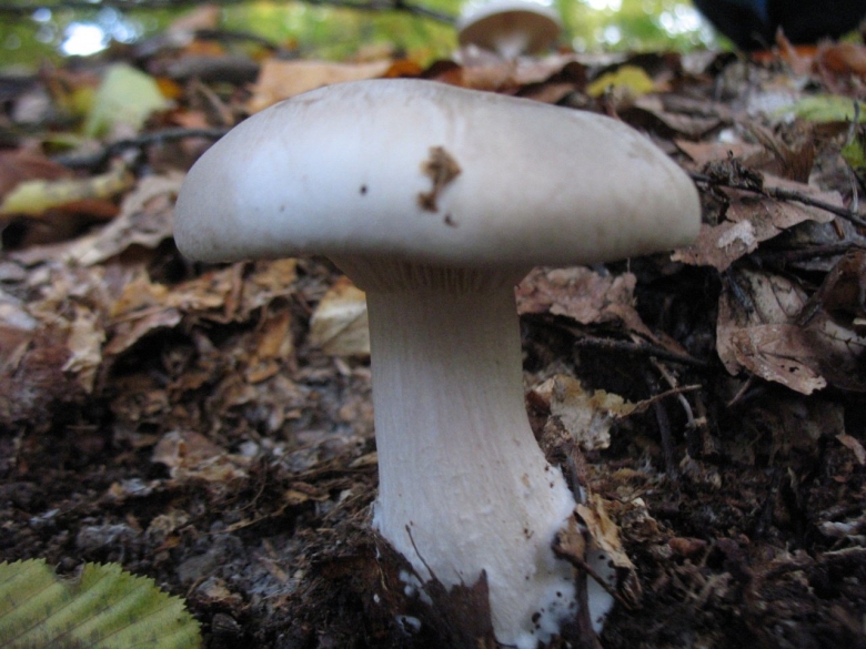 Дымчатая говорушка Clitocybe nebularis