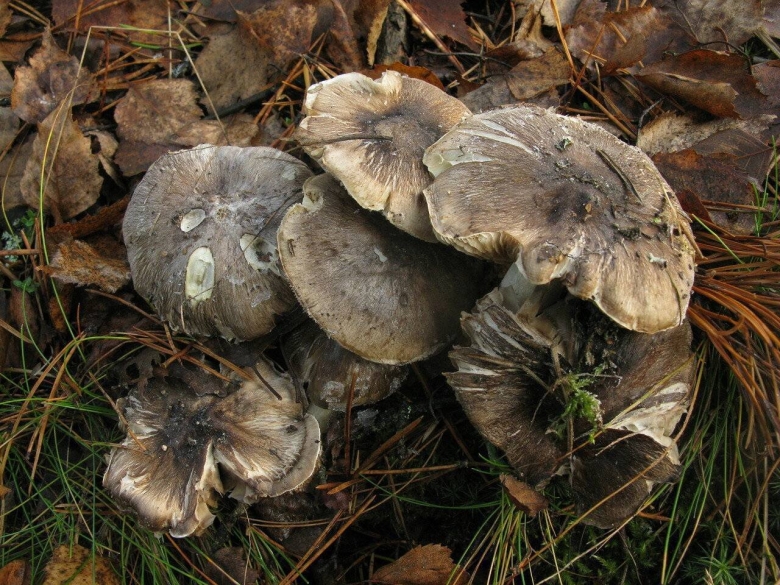 Грибы луговые рядовки