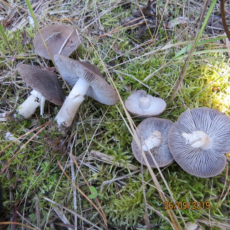 Гриб рядовка серая Подмосковье