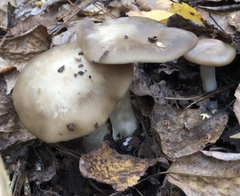 Дымчатая говорушка Clitocybe nebularis