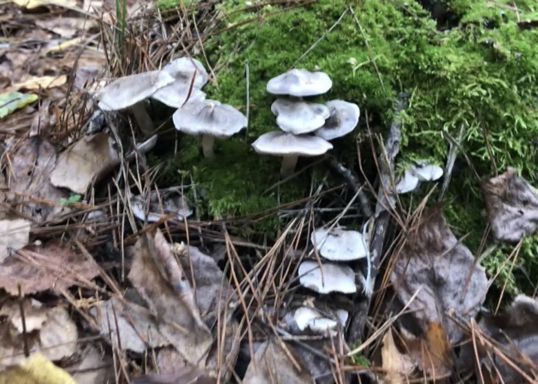 Гриб рядовка серая