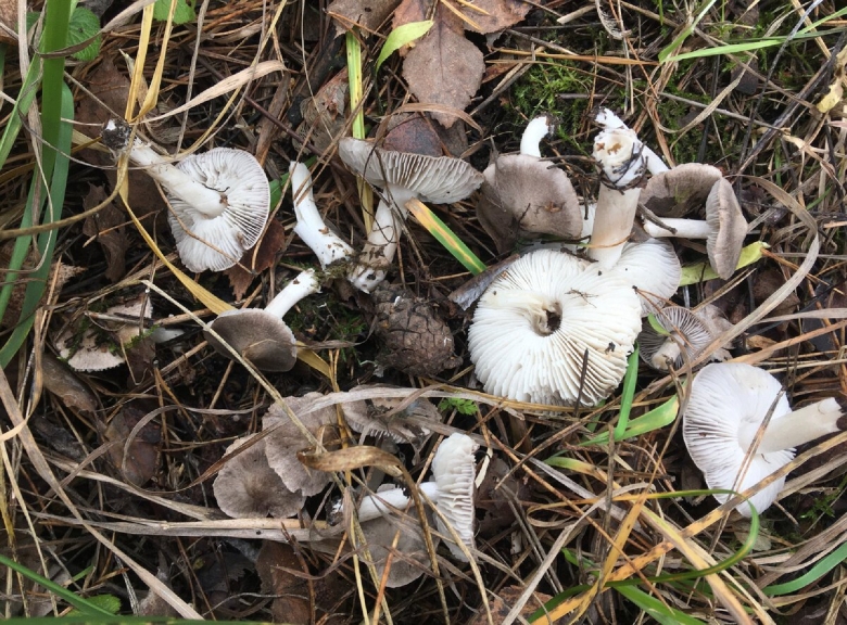 Мышата грибы