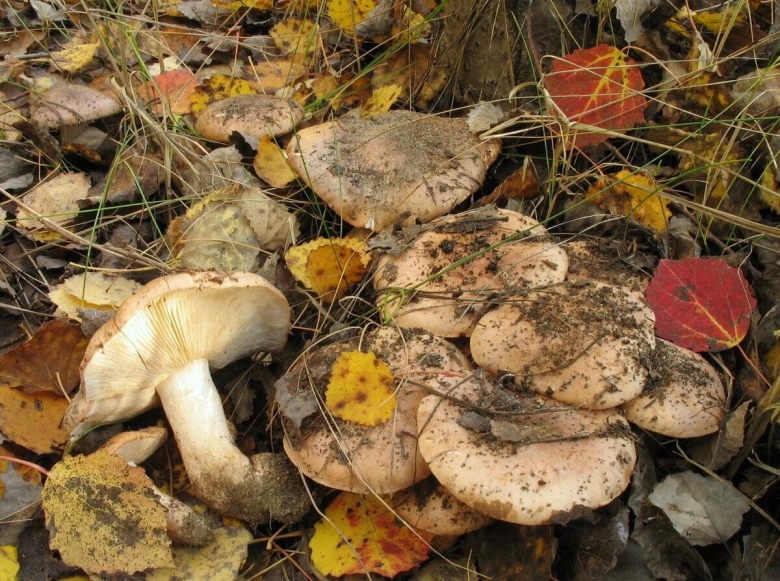 Гриб тополевка рядовка