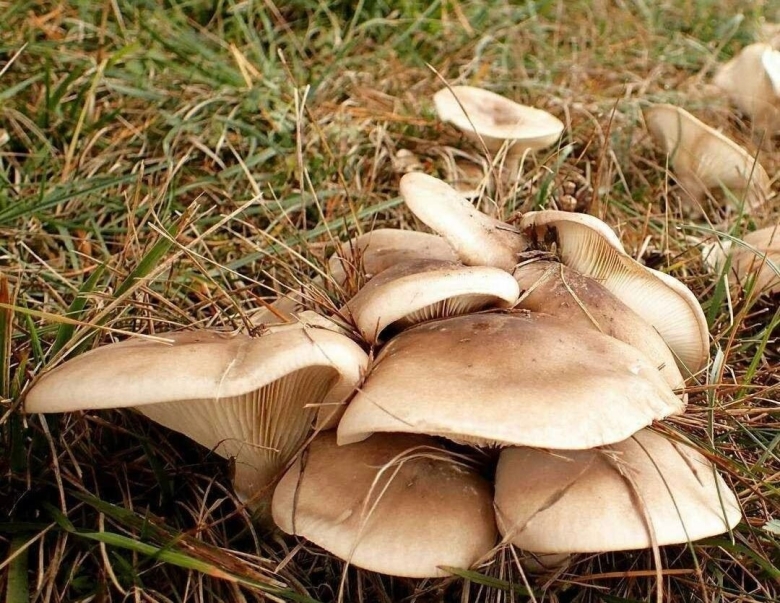 Гриб рядовка-говорушка