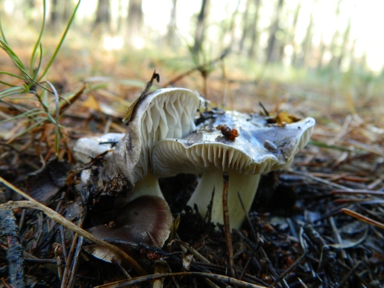 Сосновая рядовка гриб