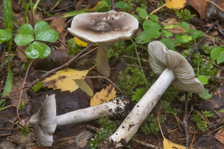 Tricholoma virgatum
