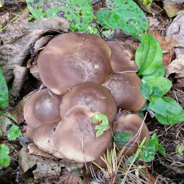 Гриб рядовка