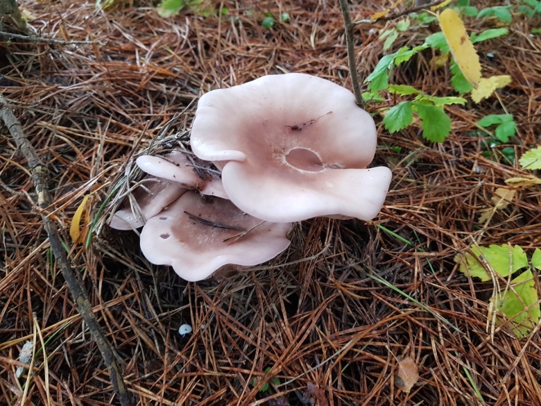 Гриб рядовка розовая