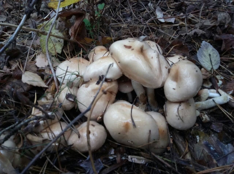 Лозянки грибы фото