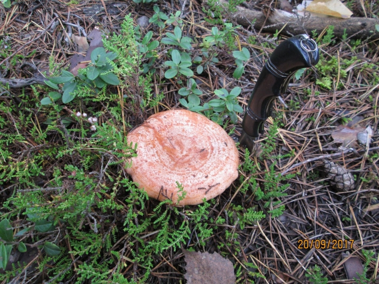 Лозянки грибы фото