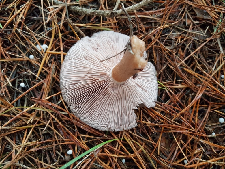 Млечник гриб