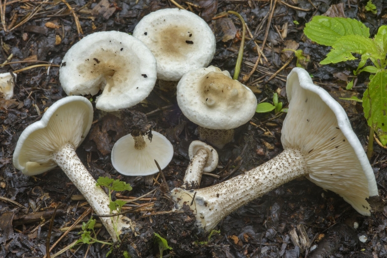 Гриб Меланолеука бородавчатоножковая